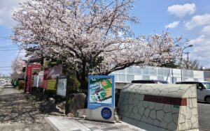 桜が満開です